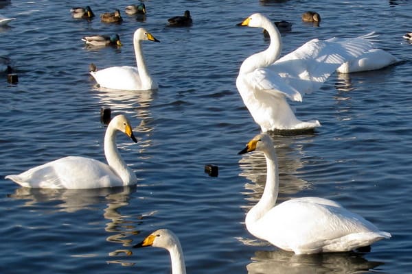 Лебеди зимой на Алтае